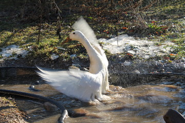 Laufente weiß Flügelschlag im Teich Hintergrund Eis Duck white