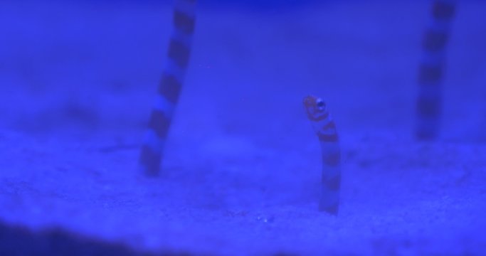 Gorgasia Preclara, Fishes, Are Raising From Under the Sand on the Bottom of Aquarium, Closeup
