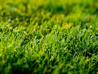 fresh dew on grass