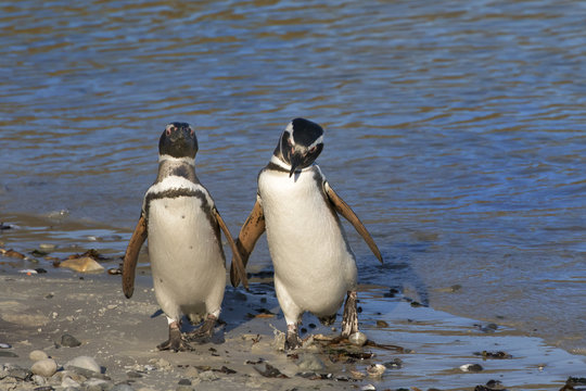 Two Magellanic Penguins Adults Walking Together on the Sea Shore