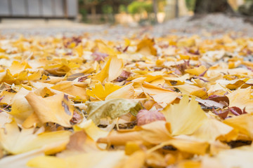 Ginkgo biloba leaves