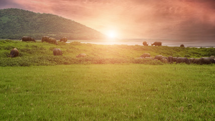 Fototapeta premium Buffalo, grazing Large pastures