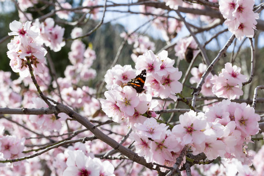 Floraci&oacute;n de almendros en enero