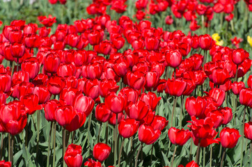 Fototapeta premium Closeup of a Field of Red Tulips