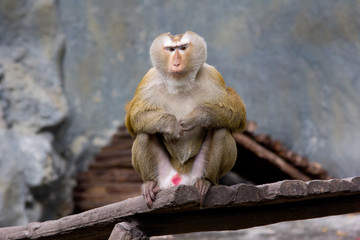Rhesus Macaque  monkey 
