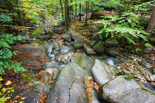 Small Creek In Autumn Forest