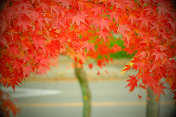 Red leaves
