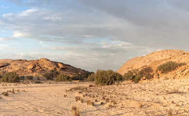 trees in a dry riverbed near the Swakop River, Namibia