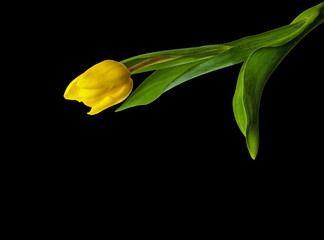 Yellow tulip on black  