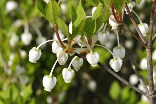 ドウダンツツジ