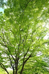 爽やかな新緑