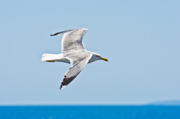 Fototapeta na wymiar Closeup of a seagull flying over Aegean sea near mountain Athos, Greece