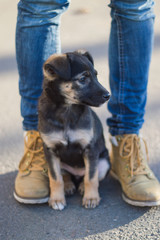 puppy pooch