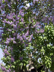 Blooming lilac.