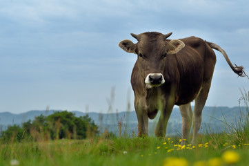 Cow on a summer pasture