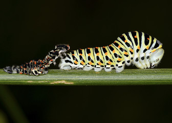 Moulting of the Old World swallowtail  butterfly (Papilio machaon) caterpillar 