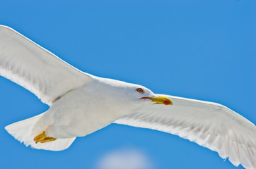 Closeup of a seagull flying over Aegean sea near mountain Athos, Greece