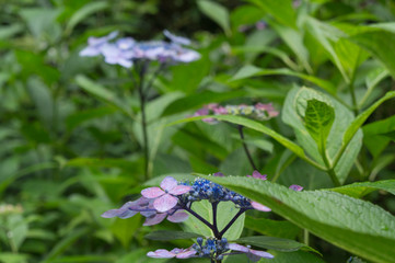 Many blue and purple hydrangea flowers growing in the garden, floral background.