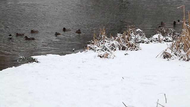 wild ducks swim in the winter pond