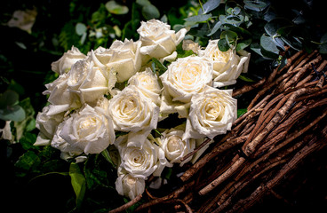  Beautiful Roses as a background