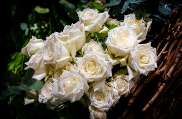  Beautiful Roses as a background