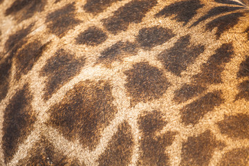 Giraffe skin, South Africa