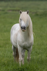 Naklejka premium White Horse, Camargue, France