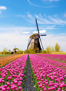 A magical landscape of tulips and windmills in the Netherlands.