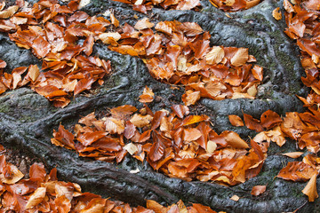 Autumn Leaves Between Tree Roots