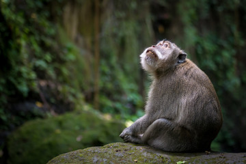 Fototapeta premium Thoughtful monkey sitting on mossy rock in forest, Ubud, Bali