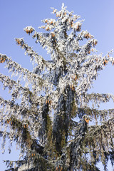 Frosted trees
