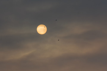 Silhouettes of the birds against the setting sun. Nature