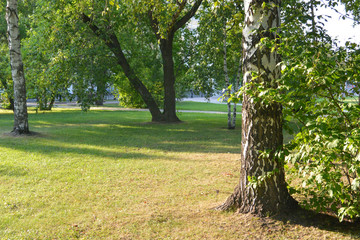 Fototapeta na wymiar Trees in a city park