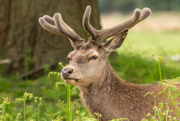 Red Deer in Velvet (cervus elaphus)