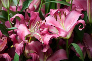 Gigli presso Euroflora