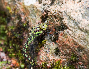 A green and yellow dragonfly is sitting on a rock.
