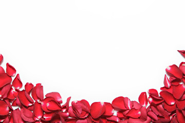 Beautiful red roses petals  on white background. Valentine's Day, anniversary etc background.