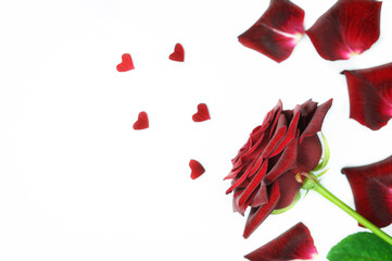 Dark red rose with petals and small heart shapes on a white background and a copy space on the left side of photo.