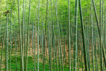 Naklejka premium Green bamboo forest in the summer