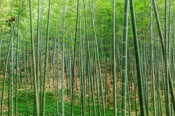 Rideaux tamisants Bambou Forêt de bambous verts en été