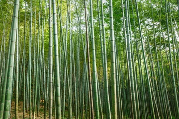 Crédence de cuisine en verre imprimé Bambou Forêt de bambous verts en été