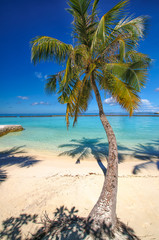 Palm at sand beach on tropical paradise Maldives island