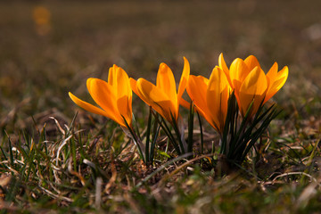 gelbe Krokusse