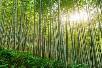 Stickers pour porte Bambou Forêt de bambous verts en été