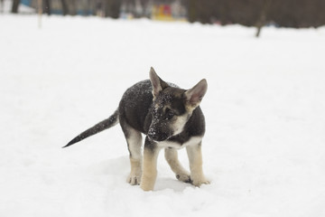 German shepherd puppy