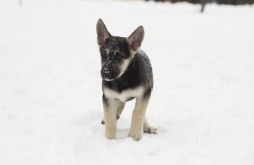 Puppy on snow