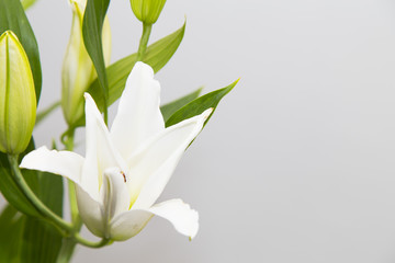 White decoration flower in bloom on a grey background