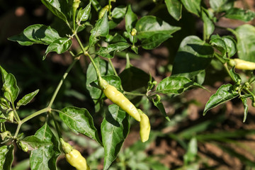 Green chilies on tree in the farm.