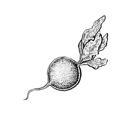 Black and white hand drawn sketch of a radish.