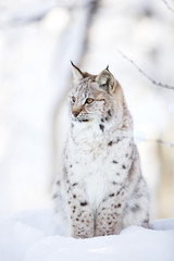 Obraz premium Lynx cub sits in the cold snow